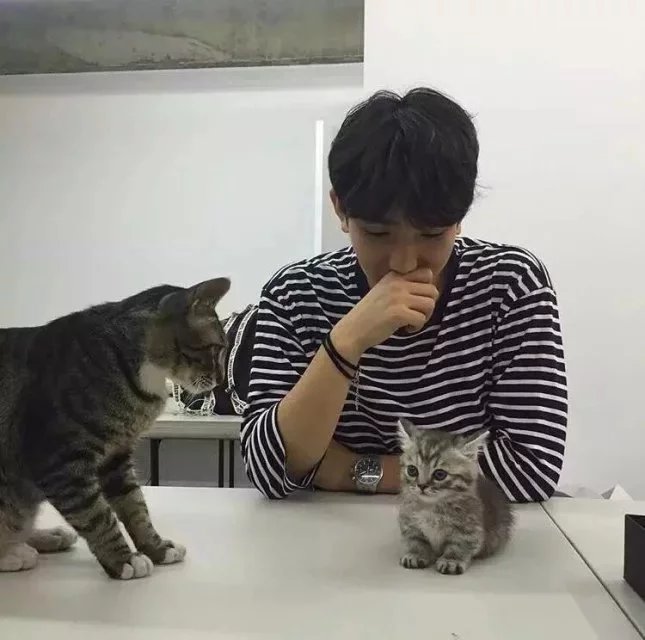 屠希茗芬
